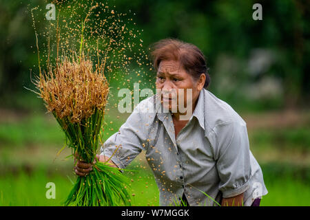 Una donna del trapianto del riso in Nakhon Nayok, Thailandia Foto Stock