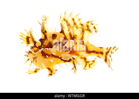 Sargassum Rana pescatrice Rana pescatrice / (Histrio histrio) Parco nazionale Biscayne, Florida, USA, maggio. meetyourneighbors.net progetto Foto Stock