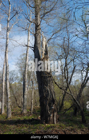 Blakiston's pesce civetta (Bubo / Ketupa blakistoni) nido nella struttura ad albero, Primorskiy krai, Russia. Foto Stock