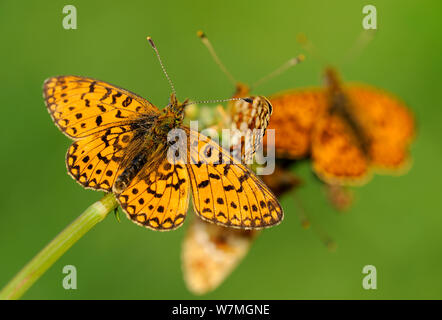 Piccola perla-delimitata fritillary butterfly (Boloria selene) in appoggio con ante aperte, Marsland bocca, Cornwall/Confine di Devon, Regno Unito, maggio. Foto Stock