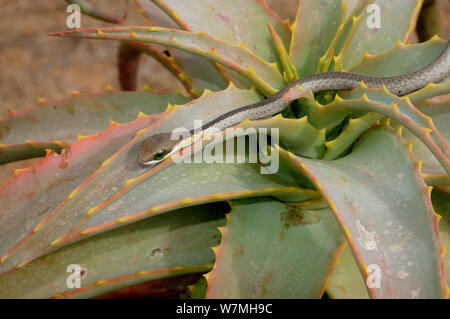 Boomslang (Dispholidus typus) neonato snake di aloe. deHoop Riserva Naturale, Western Cape, Sud Africa. Foto Stock