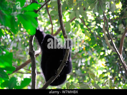 Hainan nero-crested gibbone (Nomascus hainanus) giovane maschio nella struttura ad albero, Bawangling Riserva Naturale Nazionale, Isola di Hainan in Cina. Foto Stock