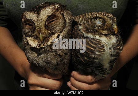 Acciuffato assiolo (Otus bakkamoena lempiji) sinistra e Asian sbarrate owlet (Glaucidium cuculoides) sulla destra, tenuto prigioniero in Le Mans le mani, essendo venduto sul mercato della provincia di Guangxi, Cina, novembre 2011. Foto Stock