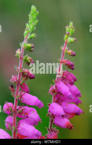 Il Dorset heath / erica (Erica ciliaris) in Bloom, Stoborough Heath, Dorset, Regno Unito, Luglio Foto Stock