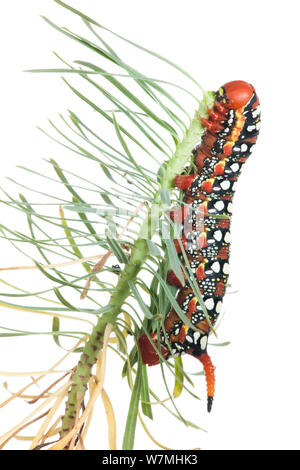 Caterpillar larva di euforbia (hawkmoth Hyles euphorbiae) alimentazione su Euphorbia, Montacarra, Rhones-Alpes, Francia, settembre. meetyourneighbors.net progetto Foto Stock