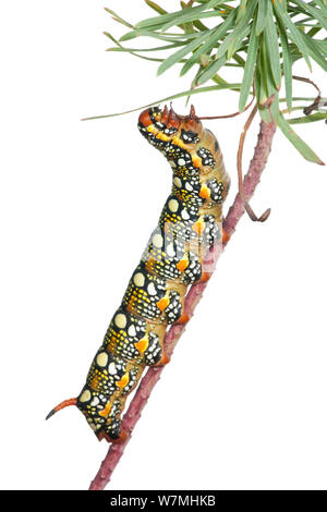 Caterpillar larva di euforbia (Hawkmoth Hyles euphorbiae) alimentazione su Euphorbia foglie, prateria, Montcarra, Rhones-Alpes, Francia, settembre. meetyourneighbors.net progetto Foto Stock