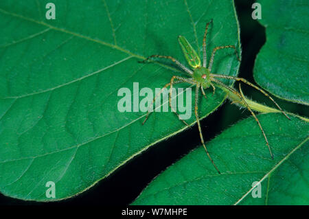 Lynx Spider (Peucetia sp.) mimetizzata contro la foglia. Dzibilchaltun National Park, la penisola dello Yucatan, Messico, Agosto. Foto Stock