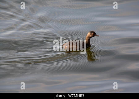 Eared / nero a collo svasso (Podiceps nigricollis) sull'acqua. Laguna Catemaco, Messico orientale, Agosto. Foto Stock