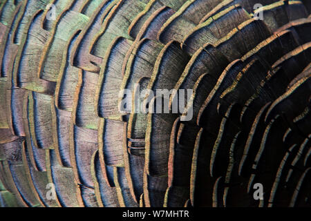 Dettaglio di Ocellated Turchia (Meleagris / Agriocharis ocellata) piumaggio. El Mirador-Rio Azul National Park, dipartimento di El Petén, Guatemala. Foto Stock