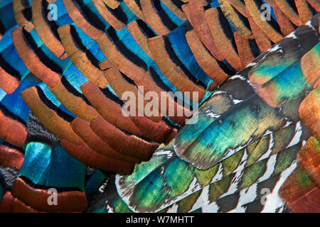 Dettaglio di Ocellated Turchia (Meleagris / Agriocharis ocellata) piumaggio. El Mirador-Rio Azul National Park, dipartimento di El Petén, Guatemala. Foto Stock