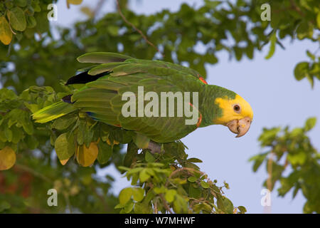 Amazzone nuca gialla (Amazona oratrix tresmariae) di fogliame. Maria Madre Island, Islas Marias Riserva della Biosfera, Mare di Cortez (Golfo di California), Messico, Giugno. In via di estinzione. Foto Stock