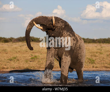 Elefante africano (Loxodonta africana) bevendo al Waterhole, il Parco Nazionale di Etosha, Namibia