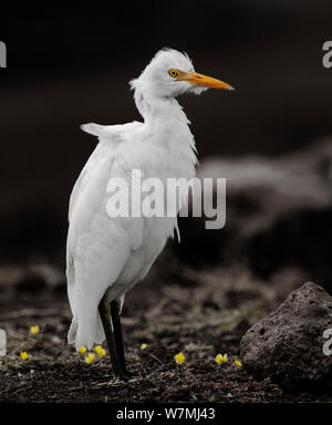 Intermedio / Giallo fatturati Garzetta (Egretta intermedia) Parco Nazionale Etosha, Namibia Foto Stock