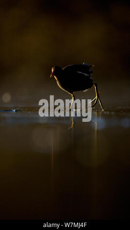 (Moorhen Gallinula chloropus) adulto camminando sul lago ghiacciato al tramonto, retroilluminato, Derbyshire, Regno Unito, Febbraio Foto Stock