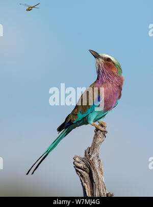 Rullo Lilac-Breasted (Coracias caudatus) guardando dragonfly va da potenziale preda, il Parco Nazionale di Etosha, Namibia Foto Stock