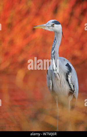 Airone cinerino (Ardea cinerea) ritratto nella luce della sera. Glasgow, Scozia, Novembre. Foto Stock