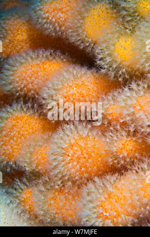 L'uomo morto le dita di coralli molli (Alcyonium digitatum) St Abbs riserva marina, Berwickshire, Scozia, Mare del Nord, Giugno. Foto Stock