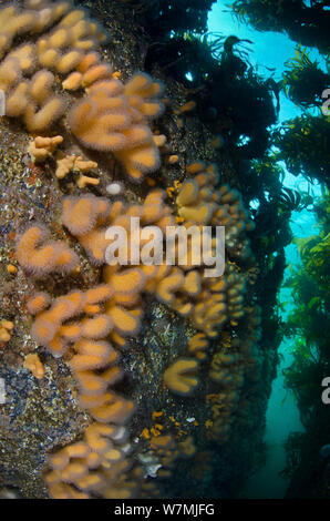 Gully foderato con il soft coral Dead man le dita (Alcyonium digitatum) crescente sotto una tettoia di estate di kelp, Rosehearty, Aberdeenshire, Scozia, Moray Firth, Mare del Nord, Giugno Foto Stock