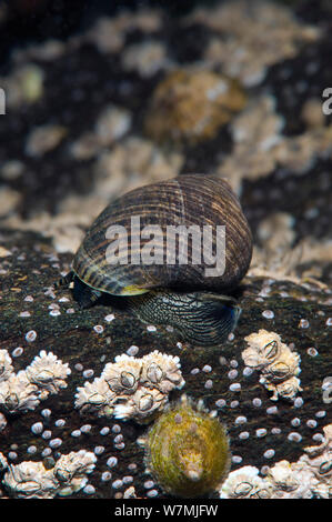 Comune pervinca commestibili (Littorina littorea) su rocce sommerse coperto di cirripedi e patelle. Questa specie in un erbivoro importante in questo habitat. Nota che gli occhi sono visibili in questa foto. Loch Carron, costa ovest della Scozia, Regno Unito, Giugno Foto Stock