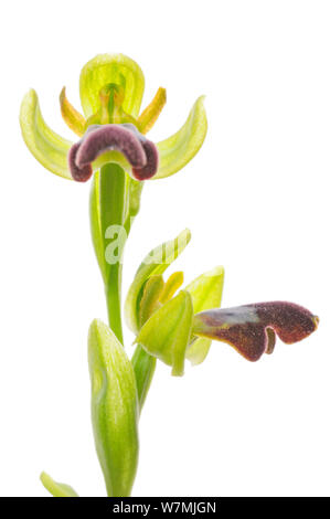 Cupo bee orchid (Ophrys fusca) urban, Alicante, Spagna, Febbraio. meetyourneighbors.net progetto Foto Stock