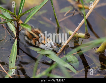 Jacana africana (Actophilornis africanus) chick soggiornare ancora quando minacciato, Chobe National Park, Botswana, Aprile Foto Stock