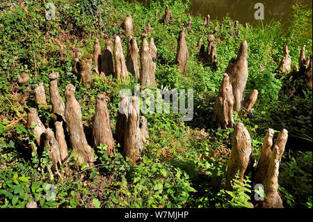 Cipresso calvo ginocchia (Taxodium distichum) Courant d'Huchet landes, francia, Agosto. Foto Stock