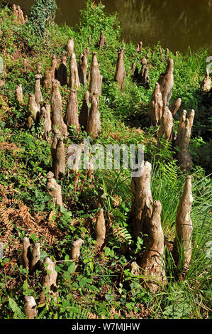Cipresso calvo ginocchia (Taxodium distichum) Courant d'Huchet landes, francia, Agosto. Foto Stock