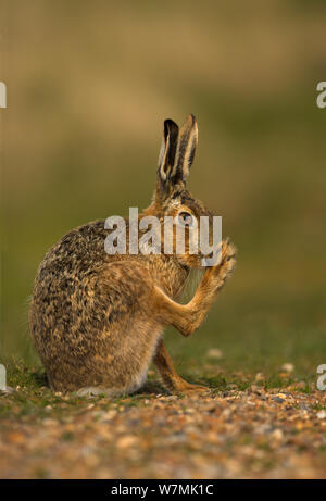 Brown lepre (Lepus europaeus) le operazioni di toletta. Derbyshire, Regno Unito, Aprile. Foto Stock