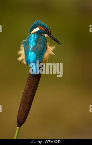 Kingfisher (Alcedo atthis) arroccato su bullrush. Worcestershire, Regno Unito, Settembre. Foto Stock