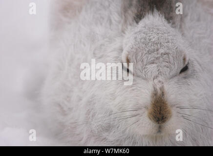 Mountain lepre (Lepus timidus) chiudere fino a riposo. La Scozia, Regno Unito, febbraio. Foto Stock