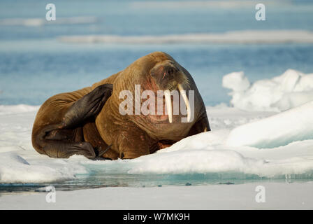 Tricheco (Odobenus rosmarus) tirata fuori sul ghiaccio, graffiatura stesso. Svalbard, Norvegia, Luglio. Foto Stock