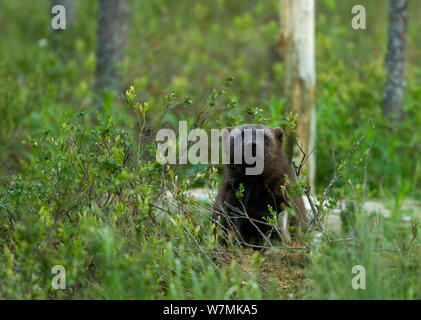 Wolverine (Gulo gulo) ritratto nella foresta. Finlandia, Europa, giugno. Foto Stock