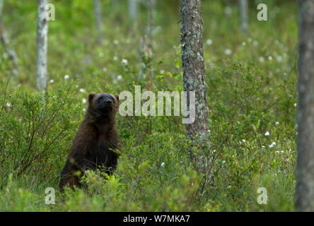 Wolverine (Gulo gulo) nella foresta di habitat. Finlandia, Europa, giugno. Foto Stock