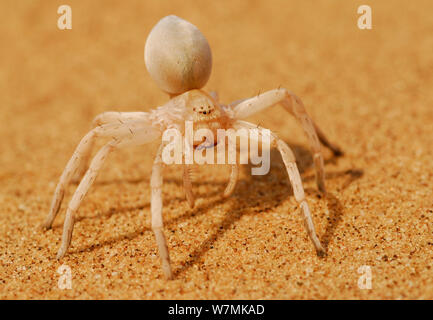 Golden Wheel / Cartwheeling spider (Carparachne aureoflava), Namib Desert, Namibia, Novembre Foto Stock