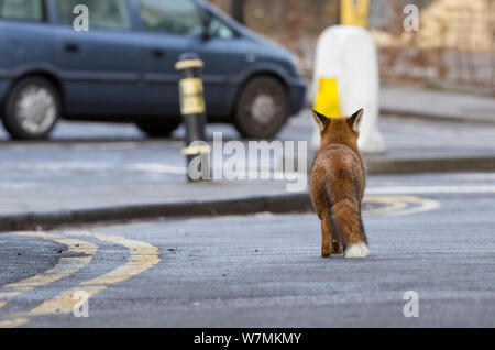 Rosso giovane volpe (Vulpes vulpes) camminando per strada fra le auto, Bristol, Regno Unito, gennaio. Lo sapevate? In alcune città come Londra ci può essere come molti come 28 volpi per miglio quadrato! Foto Stock