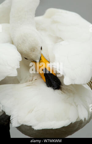 Whooper Swan (Cygnus cygnus) preening. Caerlaverock WWT, Dumfries and Galloway, Scozia, gennaio. Foto Stock