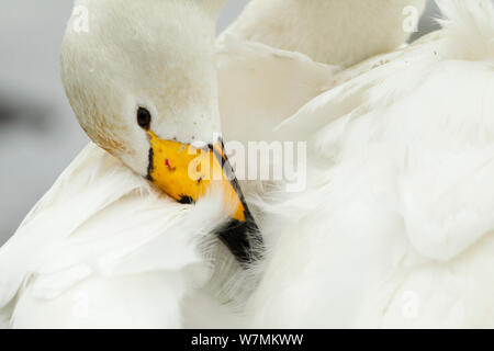 Whooper Swan (Cygnus cygnus) preening. Caerlaverock WWT, Dumfries and Galloway, Scozia, gennaio. Foto Stock