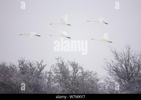 Whooper cigni (Cygnus cygnus) in volo su alberi, Caerlaverock WWT, Scozia, Solway, UK, Gennaio. Foto Stock