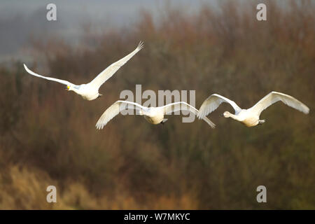 Whooper cigni (Cygnus cygnus) in volo, Caerlaverock WWT, Scozia, Solway, UK, Gennaio. Foto Stock