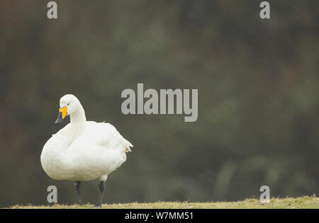 Whooper Swan (Cygnus cygnus) in caso di pioggia. Caerlaverock WWT, Scozia, Solway, UK, Gennaio. Foto Stock