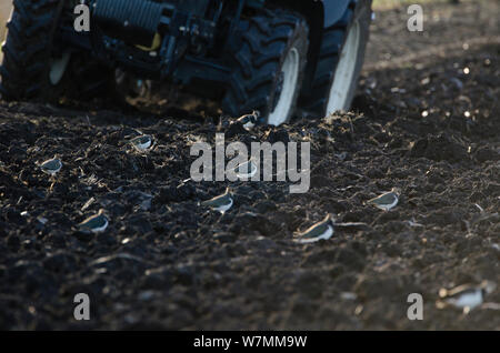 (Lapwings Vanellus vanellus) sui seminativi, fenland alimentazione recentemente sul campo arato, Cambridgeshire Fens, REGNO UNITO, Dicembre Foto Stock