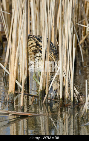 Botaurus stellaris mimetizzati tra ance in inverno, Slimbridge WWT, Gloucestershire, UK, Febbraio Foto Stock