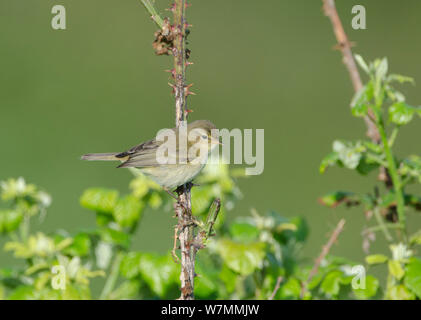 Chiffchaff (Phylloscopus collybita). Rutland acqua, maggio. Foto Stock