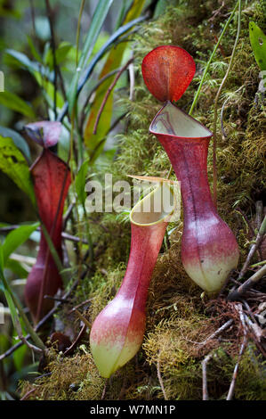 Lanciatori di antenna del rosso variante della pianta brocca (Nepenthes reinwardtiana) crescente in mossy heath (kerangas) foresta sull'altopiano meridionale del bacino Maliau, Sabah del " Mondo Perduto", Borneo Foto Stock