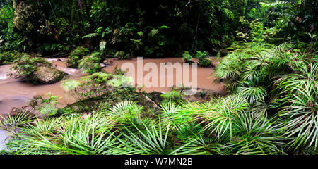 Grumi di una felce fluviale (Dipteris lobbiana) cresce in e lungo un affluente del fiume Maliau, nel cuore di Maliau Basin, Sabah del " mondo perduto' vicino il Ginseng Camp, Maliau Basin, Borneo (Digitally cucito immagine) Foto Stock