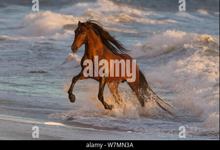 Stalloni andalusi in esecuzione delle onde sulla spiaggia, Ojai, CALIFORNIA, STATI UNITI D'AMERICA Foto Stock