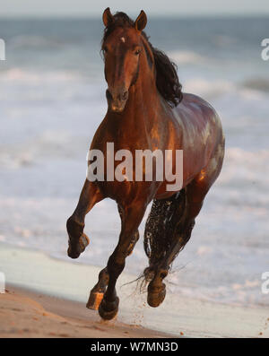 Stallone andaluso al galoppo sulla spiaggia, Ojai, CALIFORNIA, STATI UNITI D'AMERICA Foto Stock