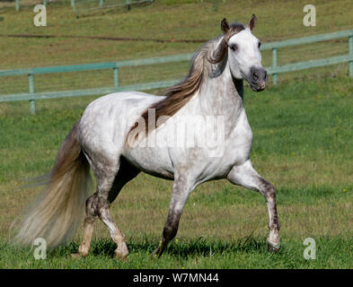 Grigio stallone andaluso in campo, Ojai, CALIFORNIA, STATI UNITI D'AMERICA Foto Stock