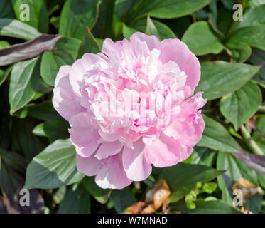 Paeonia lactiflora "velo nuziale" Foto Stock