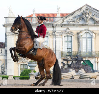 Cavallo lusitano, bay stallone di eseguire dressage spostare, allevamento sulla schiena gambe, al di fuori del Regio Maneggio, Lisbona, Portogallo, modello rilasciato Foto Stock